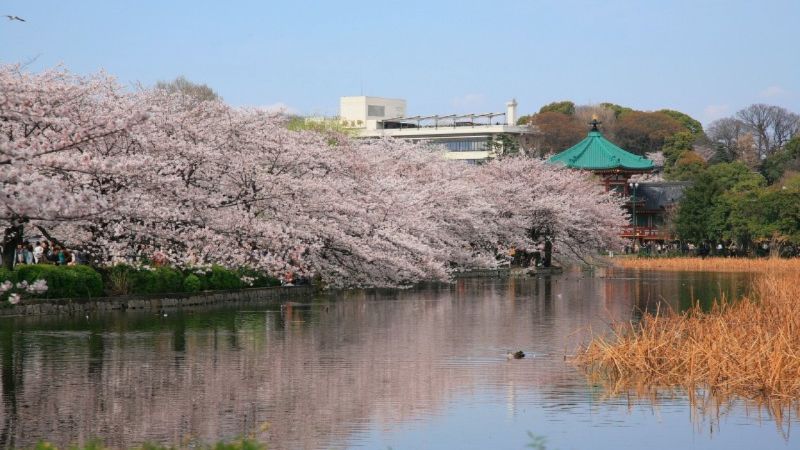 Công viên Ueno vào mùa hoa anh đào
