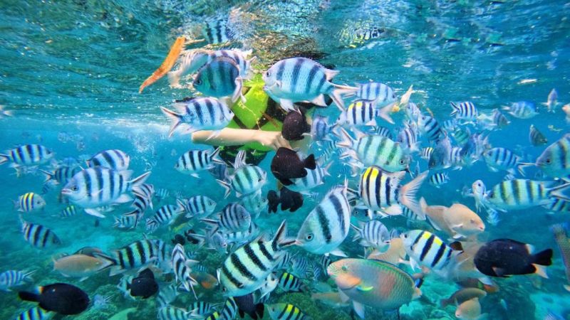 Đi bộ dưới biển (seawalker) ngắm nh&igrave;n đại dương sắc m&agrave;u