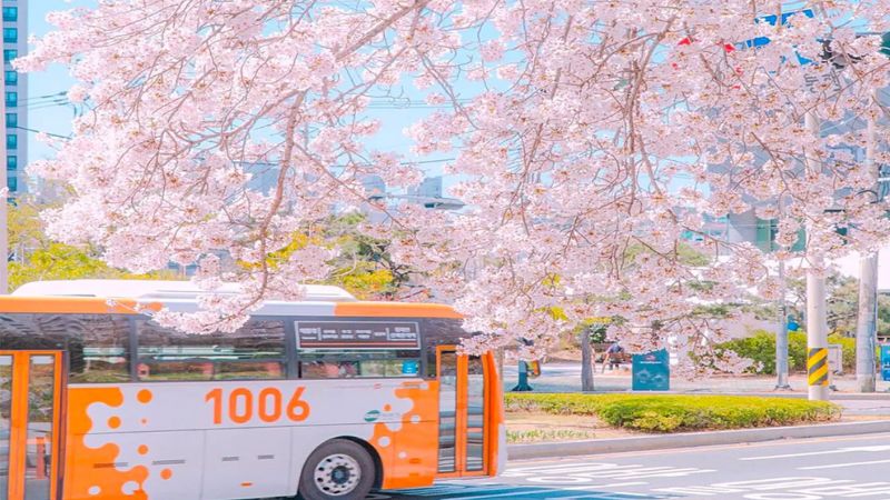 Du lịch Busan mùa xuân ngắm hoa anh đào