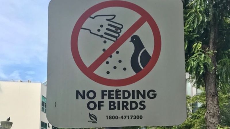 không cho chim ăn ở singapore