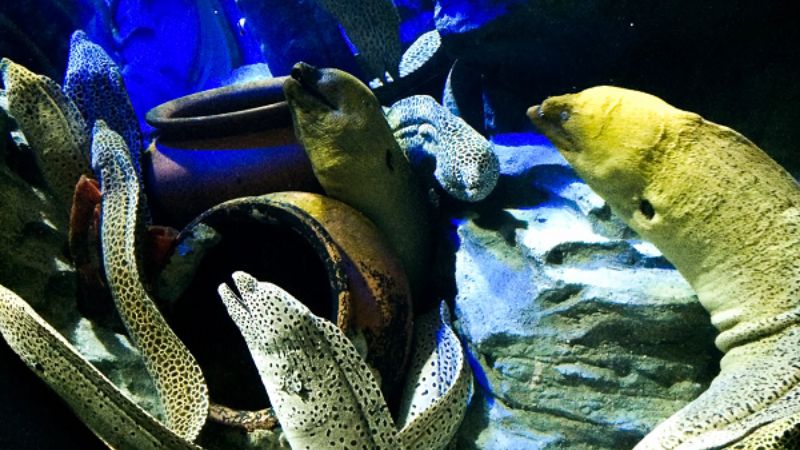 khám phá lươn moray - sea aquarium singapore