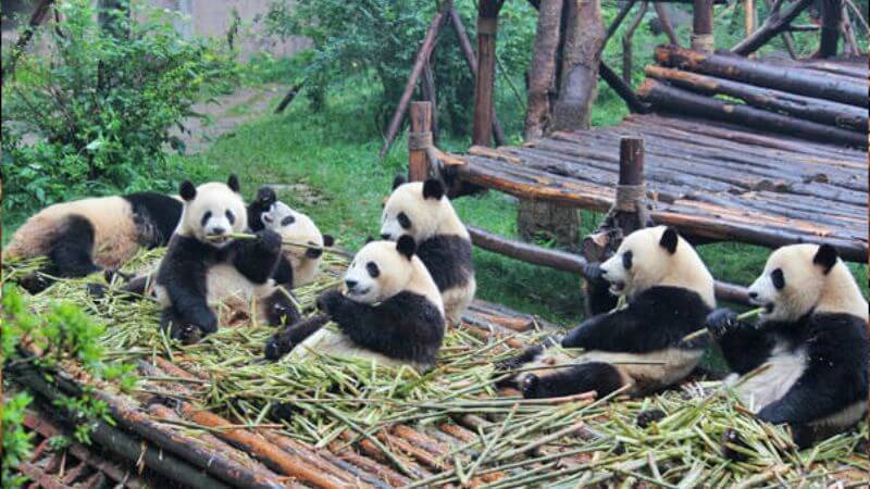 Những chú gấu trúc xinh xắn tại Thành Đô, Trung Quốc