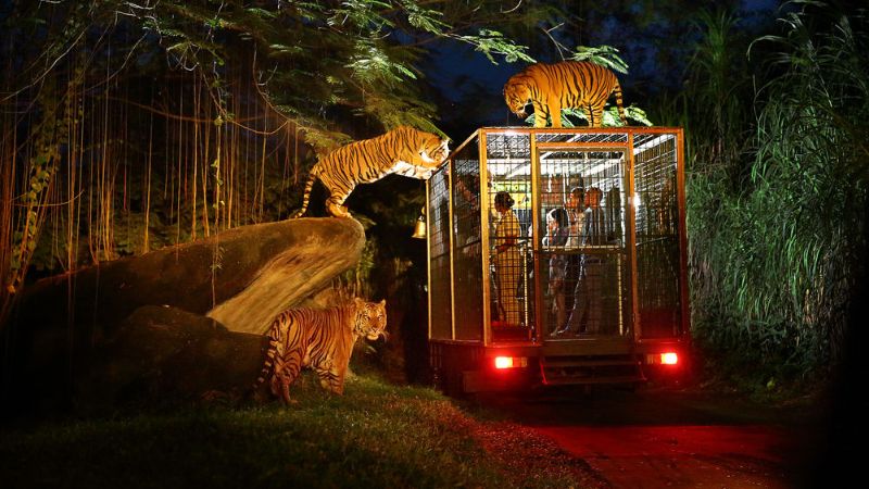 trải nghiệm mới lạ tại night safari
