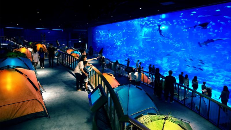 đi sea aquarium singapore thì có gì