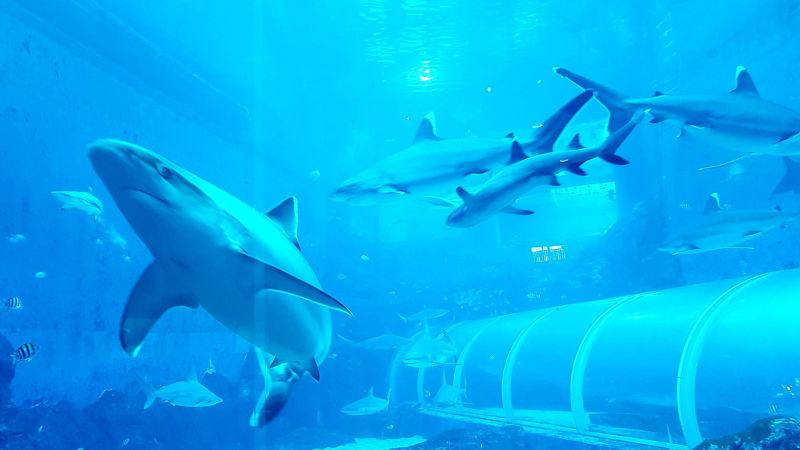 Khu bảo tồn cá mập tại sea aquarium