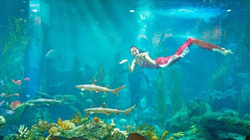 Show diễn n&agrave;ng ti&ecirc;n c&aacute; truyền tải th&ocirc;ng điệp bảo vệ m&ocirc;i trường