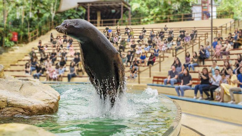splash safari - khám phá singapore zoo