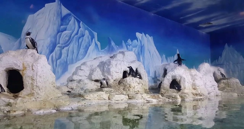 Chim cánh cụt ở Thủy Cung Times City