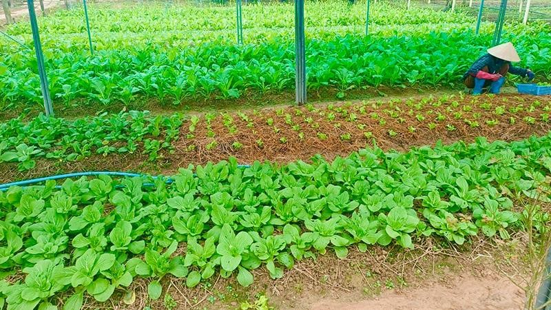 Nông trai hữu cơ Alba