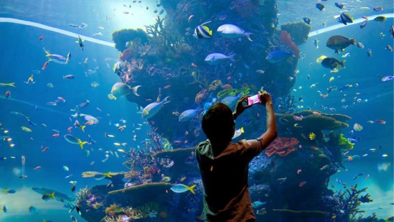 thủy cung sea aquarium lớn nhất thế giới 