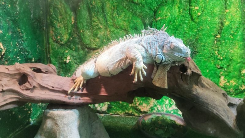 T&igrave;m hiểu v&agrave; kh&aacute;m ph&aacute; những sinh vật b&ograve; s&aacute;t độc đ&aacute;o