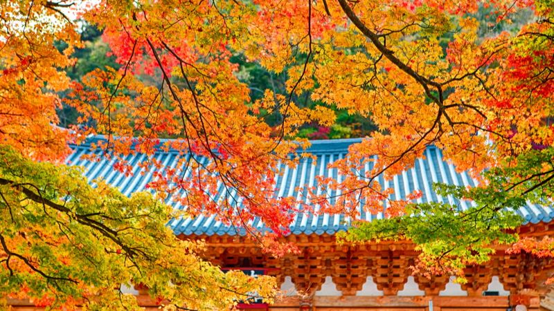 Vẻ đẹp lãng mạn của Busan mùa thu 