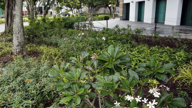 vườn cây mang giá trị kinh tế cao cho singapore