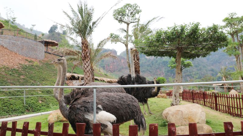 Vườn thú ZooTopia