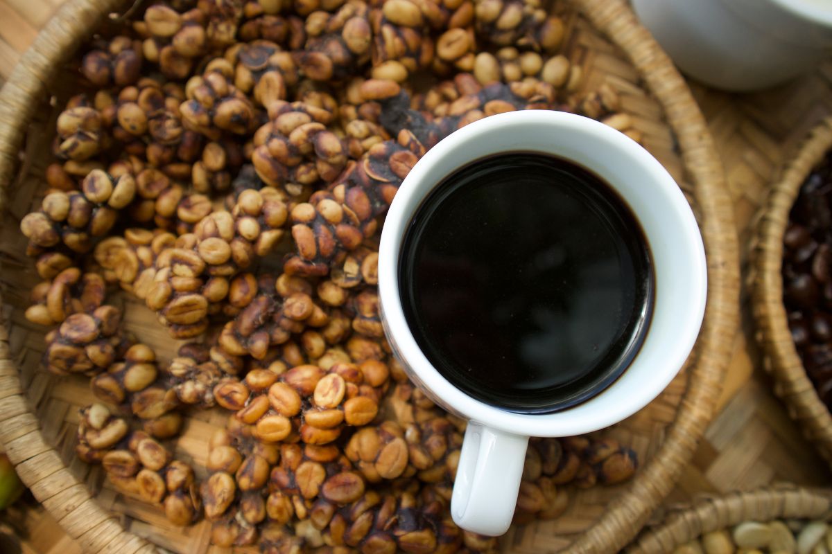 cà phê chồn kopi luwak