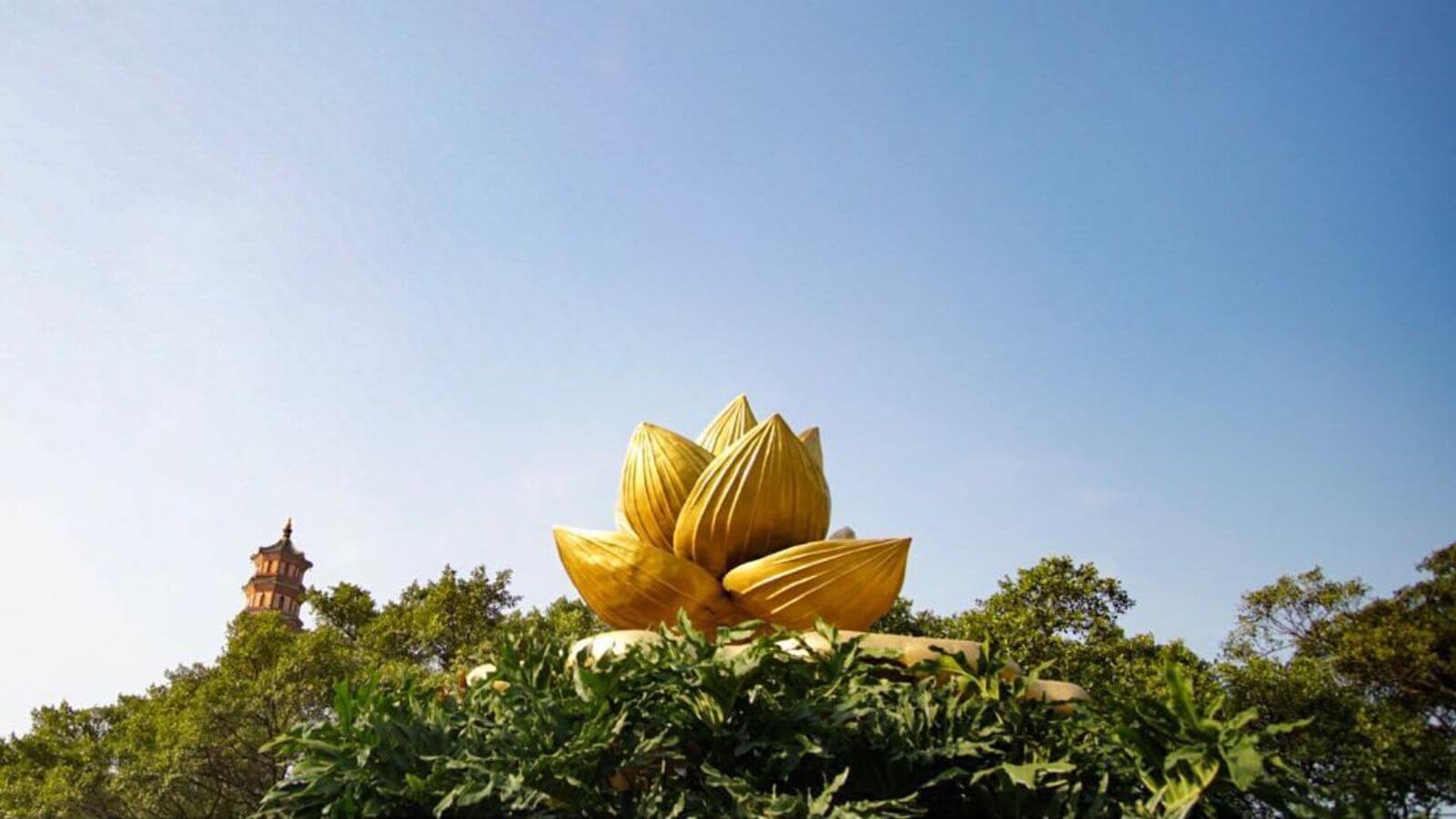 Bông sen vàng tại công viên Liên Hoa Sơn 