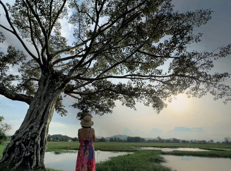 checkin cây cô đơn hồ lắk