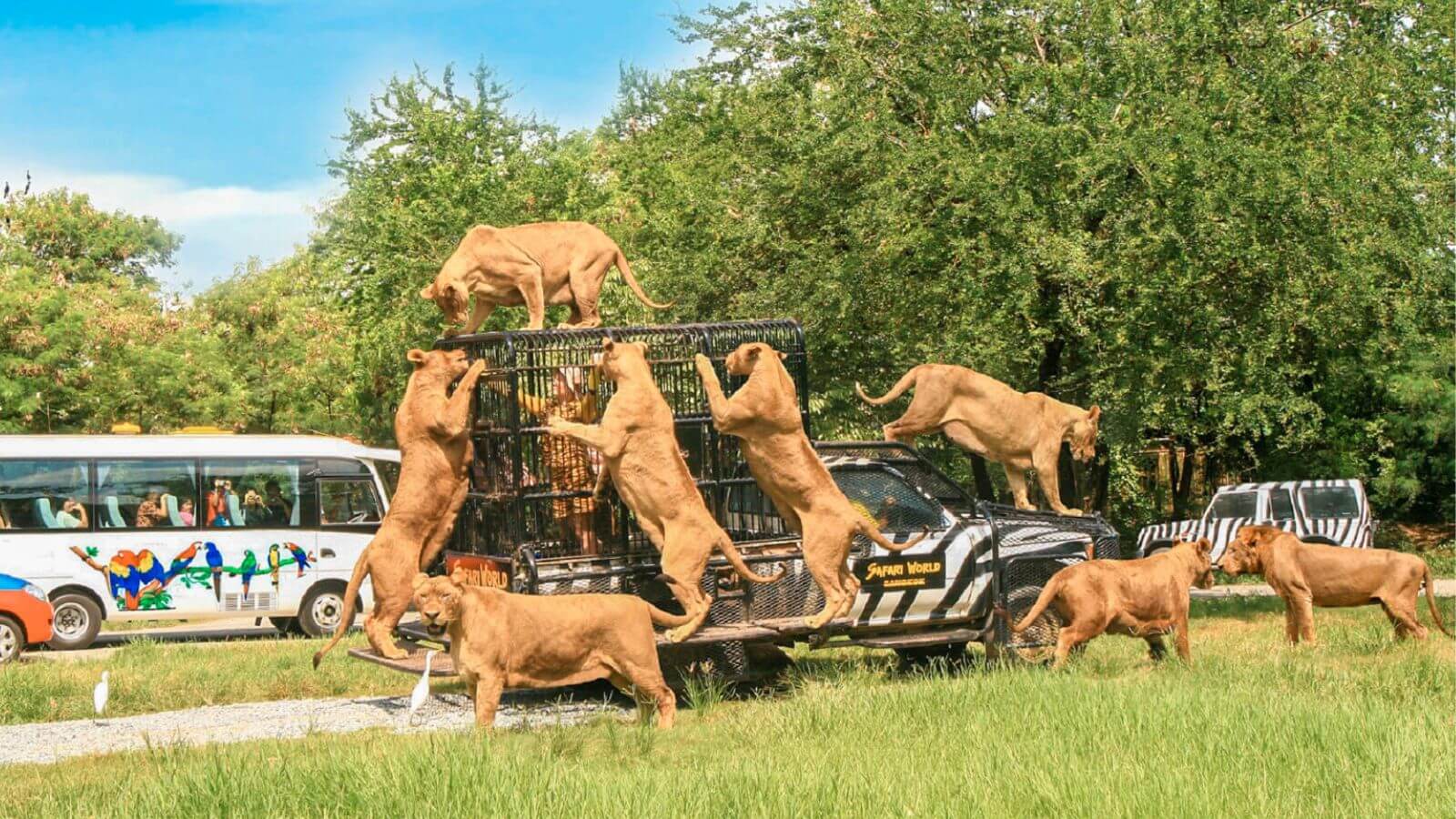 Safari World có hàng loạt trải nghiệm hấp dẫn 