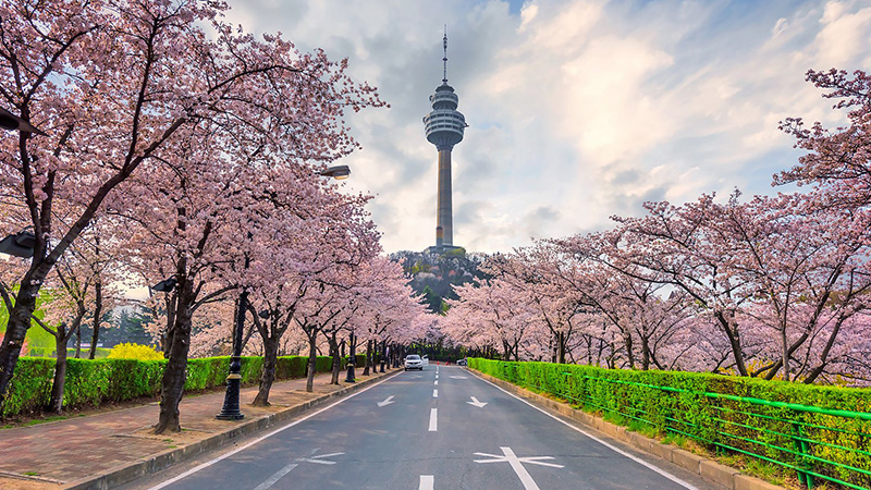 Thời điểm lý tưởng du lịch Daegu là mùa xuân hoặc mùa thu