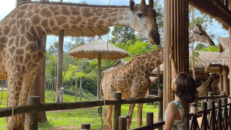 Ngắm hươu cao cổ tại Vinpearl Safari Phú Quốc (@yonyony__)