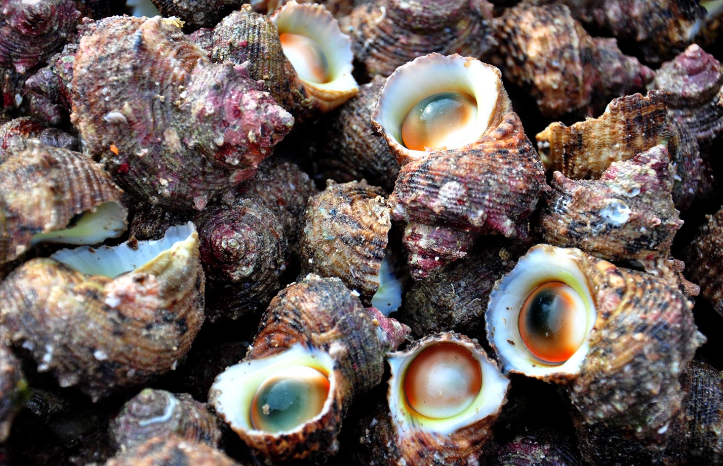 Ốc xà cừ Lý Sơn