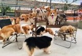 Các bé cún ở Puppy Farm siêu thân thiện 