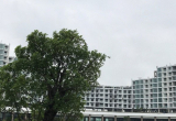 FLC Luxury Hotel & Resort Sầm Sơn 5 sao