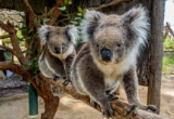 Công viên Koala Park