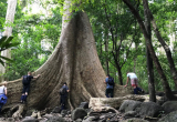 cây Tùng cổ thụ
