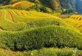 tour mù cang chải