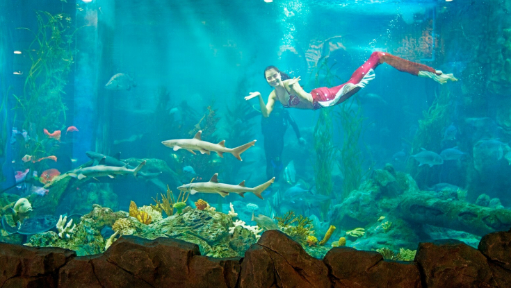 Thủy cung Aquarium Times City