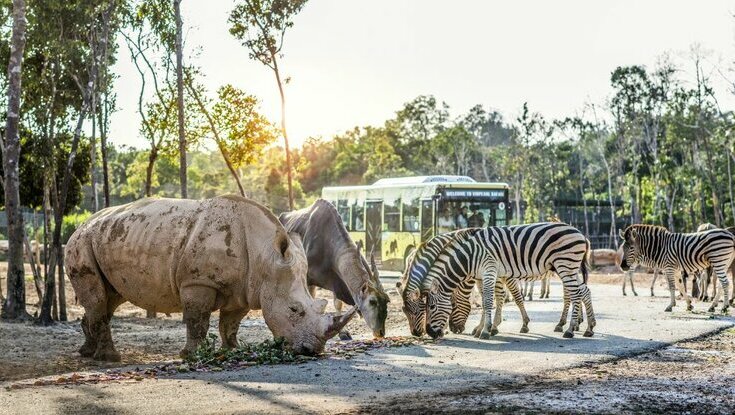 Tại khu vực Safari, các loài động vật được thả tự do trong môi trường bán hoang dã