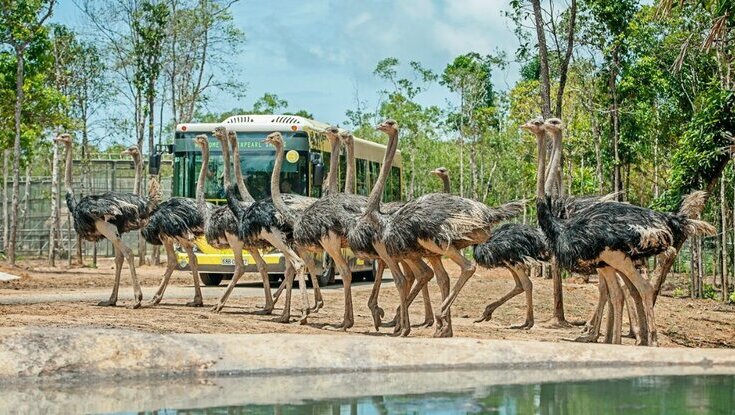 Tới thăm vườn thú Safari Phú Quốc để hoà mình vào thế giới tự nhiên