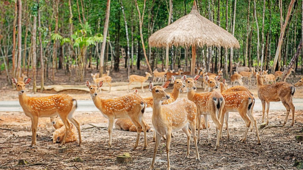 Khu vực vườn thú mở là nơi sống của nhiều loài động vật hoang dã