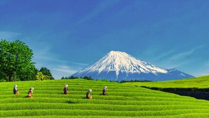 Chạm Hè Nhật Bản: Shizuoka – Núi Phú Sĩ – Tokyo 5N4Đ Từ Hà Nội | Vietjet Air