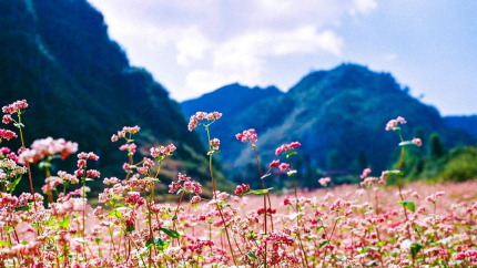 Chiêm ngưỡng mùa hoa tam giác mạch: Hà Giang - Lũng Cú - Sông Nho Quế 3N2Đ