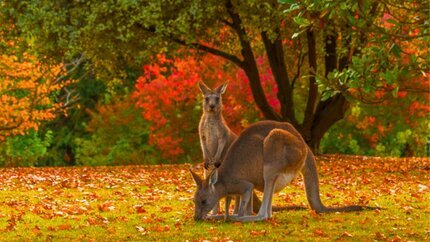 Du Lịch Mùa Thu Lá Vàng Úc: Sydney - Melbourne - 7N6Đ