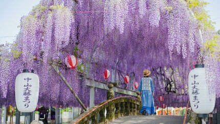 Du Lịch Nhật Bản 30/4: Mùa Hoa Tử Đằng (Từ Hồ Chí Minh)