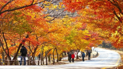 Hà Nội - Hàn Quốc - Đảo Jeju 5N4Đ: Khám phá hòn đảo ngọc giữa biển