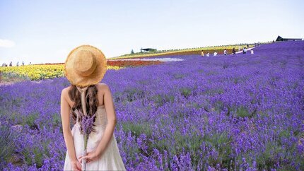 Hokkaido Hè 2026 Mùa Hoa Lavender: Asahikawa - Furano - Sapporo - Otaru 6N5Đ (Bay Japan Airlines)