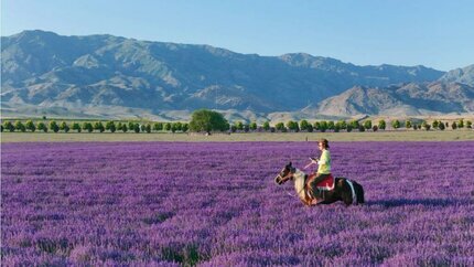 Khám Phá Bắc Tân Cương Mùa Hạ 8N7Đ: Thảo Nguyên Nalati - Thảo Nguyên Kurdening (No Shopping)