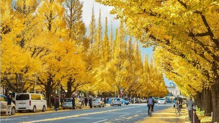 Khám Phá Mùa Lá Đỏ Nhật Bản 6N5Đ: Osaka – Kobe – Kyoto – Nagoya – Phú Sĩ – Tokyo (Bay Vietnam Airlines)