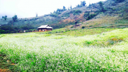 Tọa độ săn hoa cải trắng - Cao nguyên Mộc Châu 2N1Đ