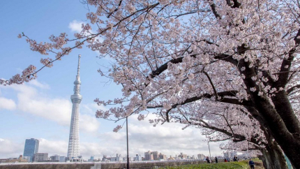 Mùa hoa anh đào: Hồ Chí Minh - Fuji - Tokyo - Yamanashi 4N3Đ