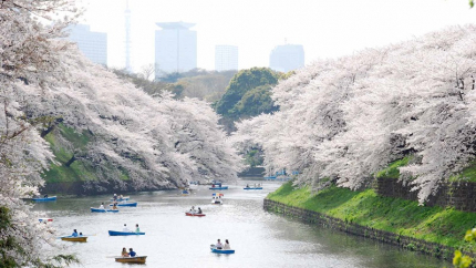Mùa hoa anh đào: Hồ Chí Minh - Fuji - Yamanashi 5N4Đ
