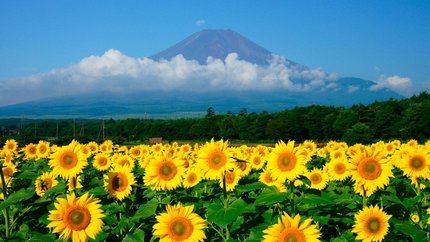 Khám Phá Trọn Vẹn Tokyo - Yamanashi 5 ngày 4 đêm từ Tp.HCM