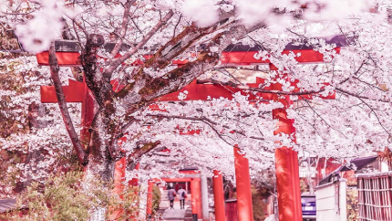 Mùa hoa anh đào: Hồ Chí Minh - Kyoto - Osaka - Kobe 4N3Đ