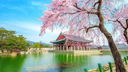 Ngắm hoa anh đào: Hà Nội - Seoul - Công viên Everland 5N4Đ (Bay Vietjet/Jeju Air)