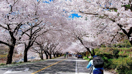 Ngắm hoa anh đào Hàn Quốc: Hồ Chí Minh - Seoul - Yeouido Park - Đảo Nami 5N4Đ
