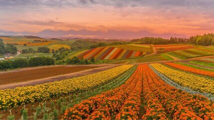 Rực rỡ mùa thu Hokkaido: HCM - Asahikawa - Furano - Sapporo - Noboribetsu - Sapporo 7N6Đ